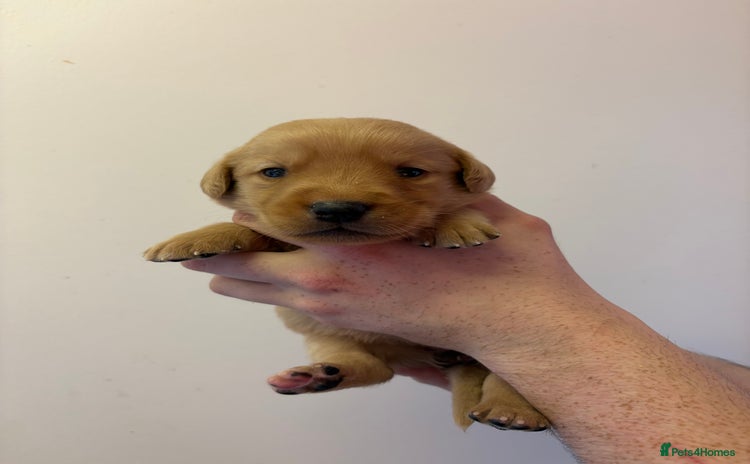 Goldador dogs - Advert 1