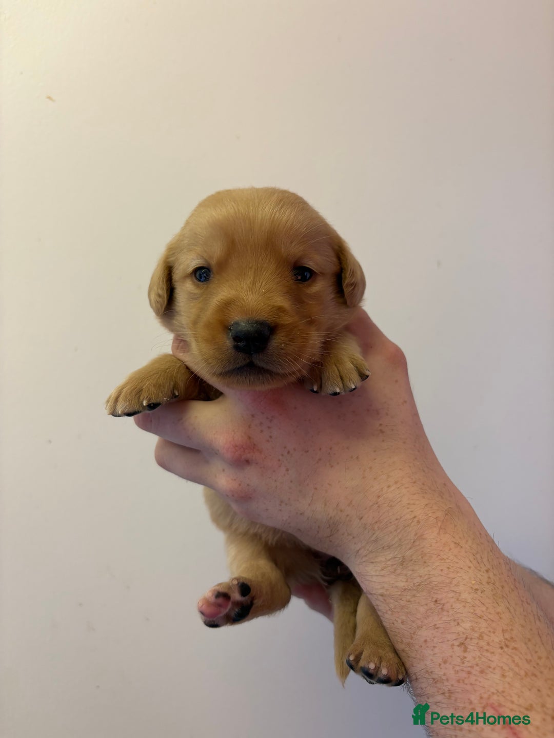 Goldador dogs for sale: Lovely Goldadors  - Image 1