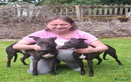 Whippet dogs for stud: Eidynrock Sangoma with Silkspun ,Sportingbred.X in Glasgow - Image 38