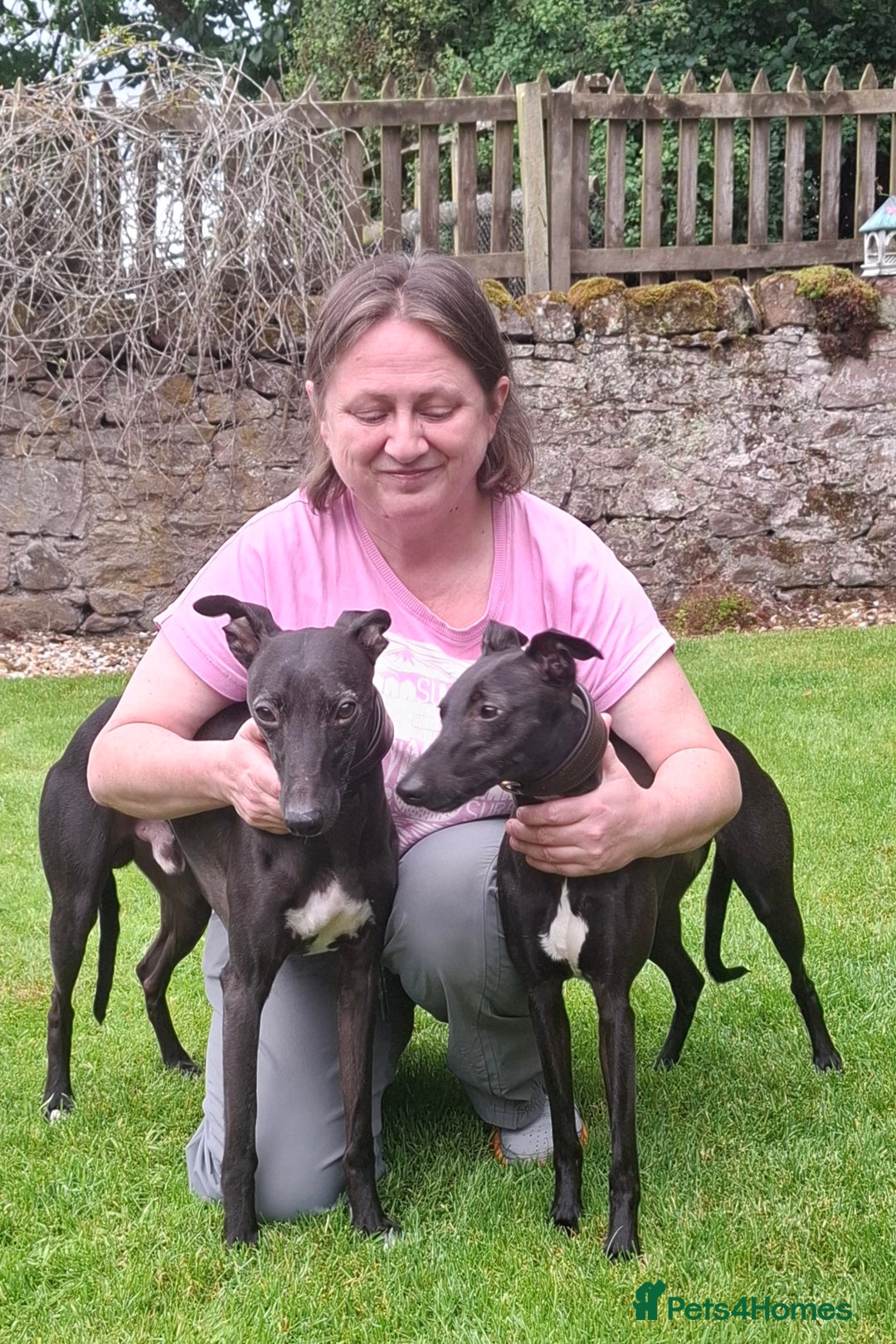 Whippet dogs for stud: Eidynrock Sangoma with Silkspun ,Sportingbred.X in Glasgow - Image 38