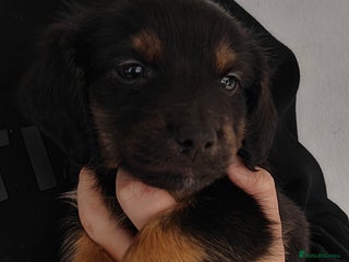 Mixed Breed dogs - Advert 10