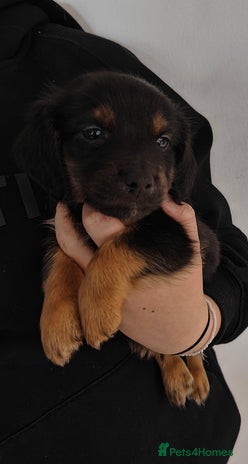 Mixed Breed dogs - Advert 16