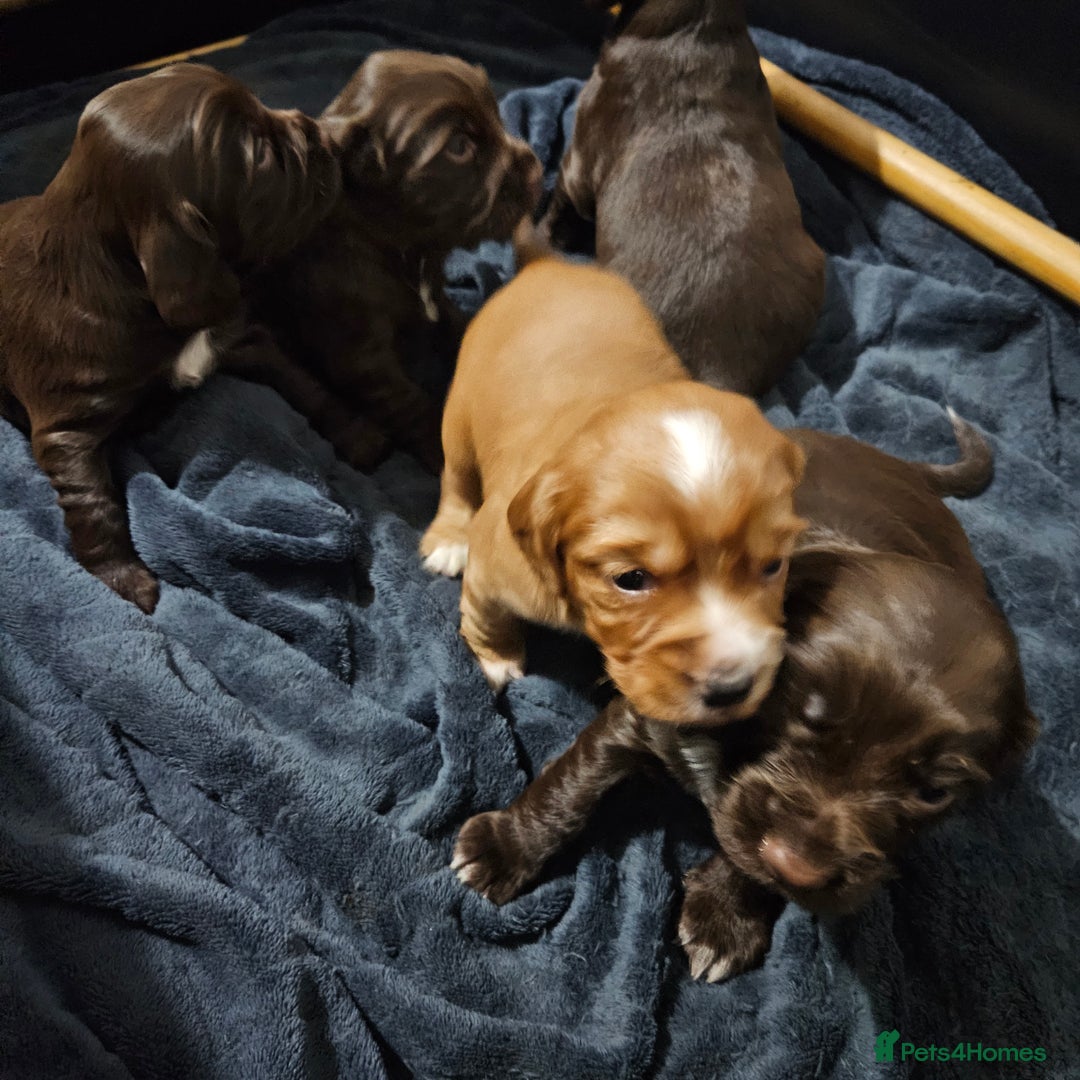 Cocker Spaniel dogs for sale: Cocker spaniel Puppies Males and females - Advert 9