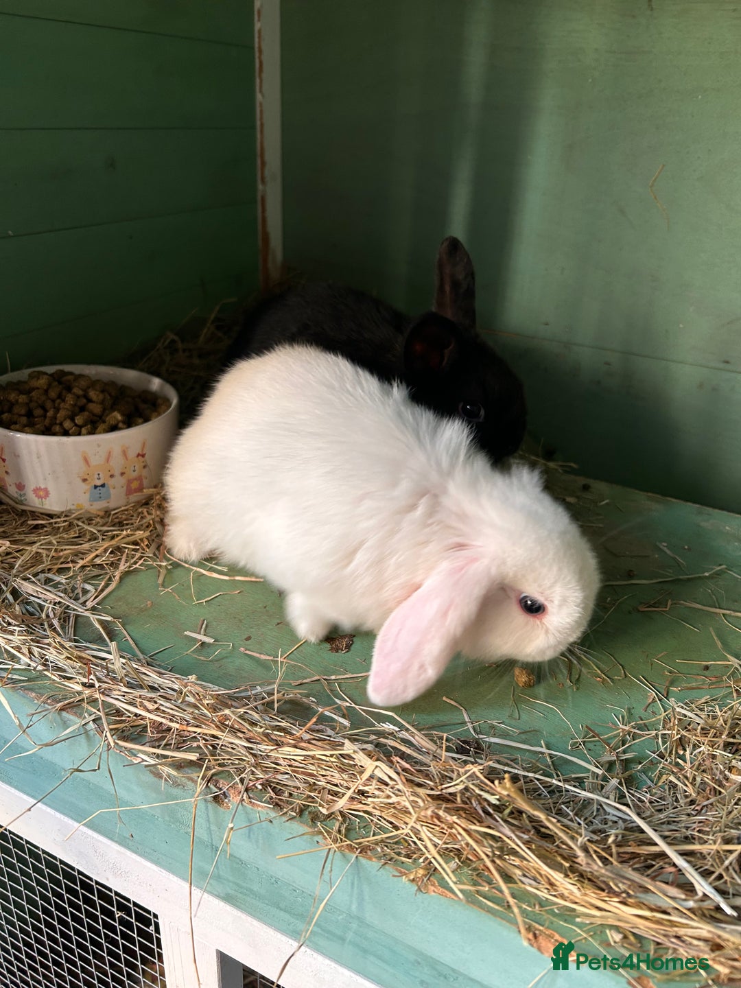 Mixed Breed rabbits for sale: Baby bunnies - Advert 10