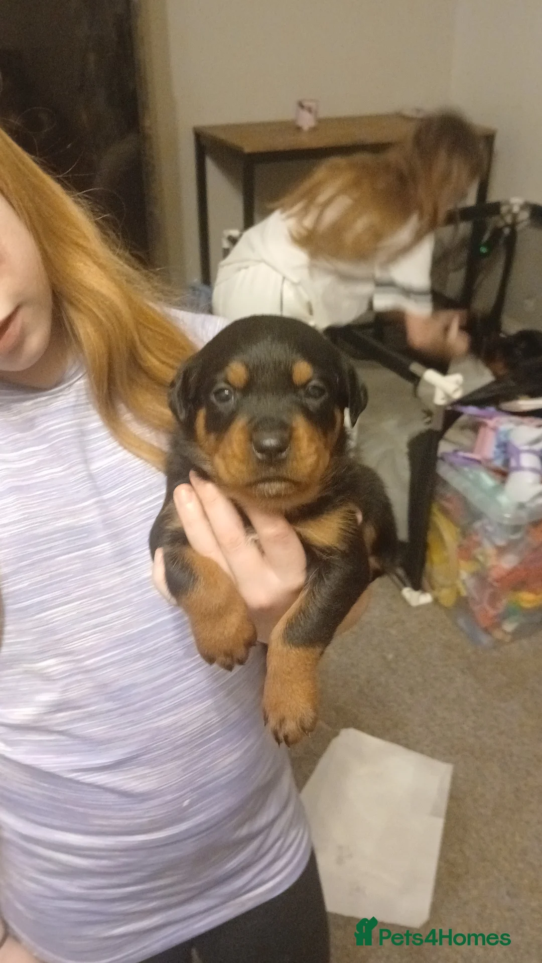 Rottweiler dogs for sale: Rottweiler puppies x 6 3 male 3 female. - Advert 2