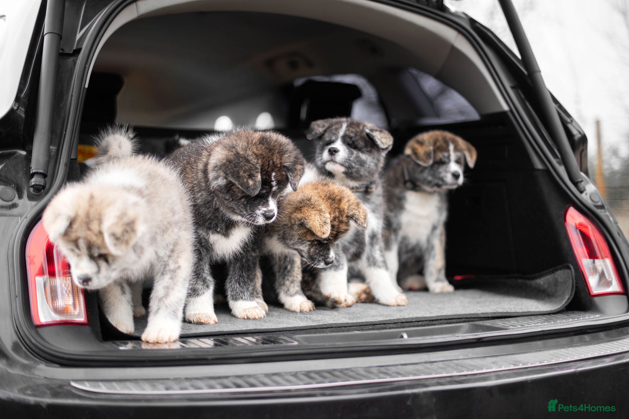 Japanese Akita Inu dogs Jepanese Akita Inu KC registered - Advert 4