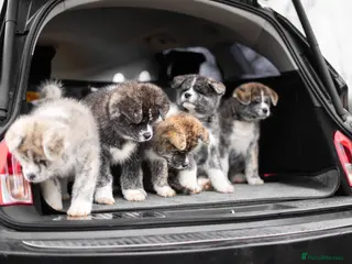 Japanese Akita Inu dogs Jepanese Akita Inu KC registered - Advert 4