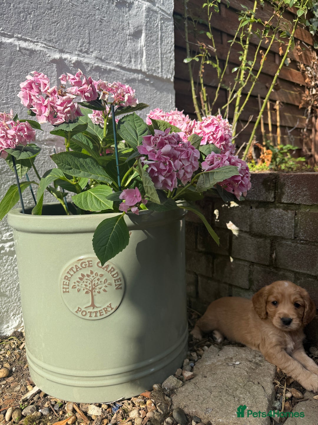 Cocker Spaniel dogs for sale: Working KC Registered Cocker Spaniel Puppies - Image 4
