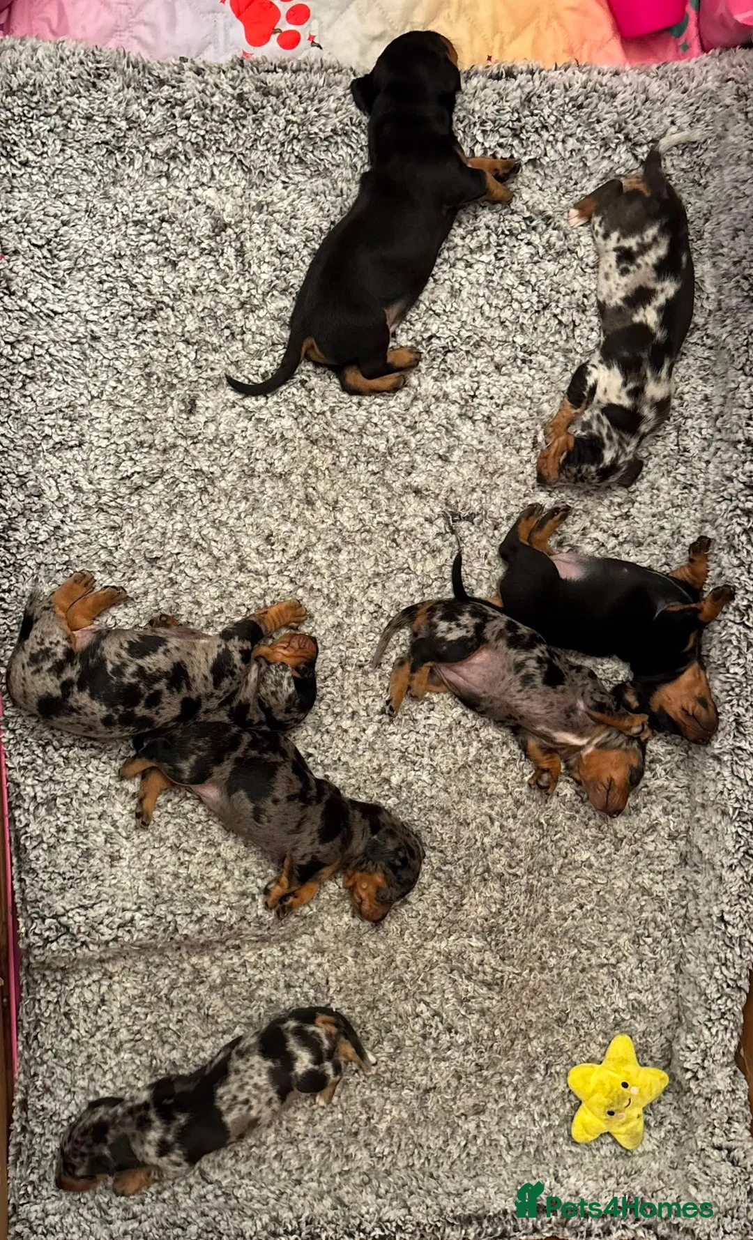Miniature Dachshund dogs for sale: 🐶 Pure-bred Dachshund Puppies  - Advert 8