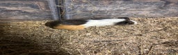 Guinea Pig rodents for sale: Beautiful baby male guinea pigs  - Advert 6