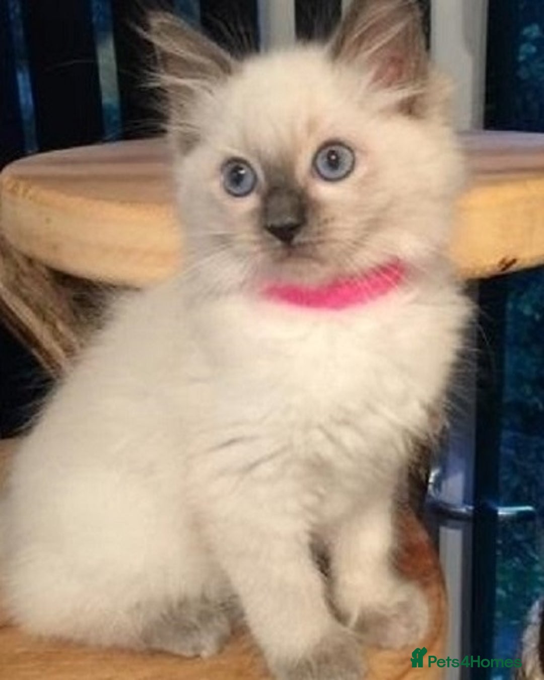 Ragdoll cats for sale: Top quality Ragdoll kittens for sales - Image 4