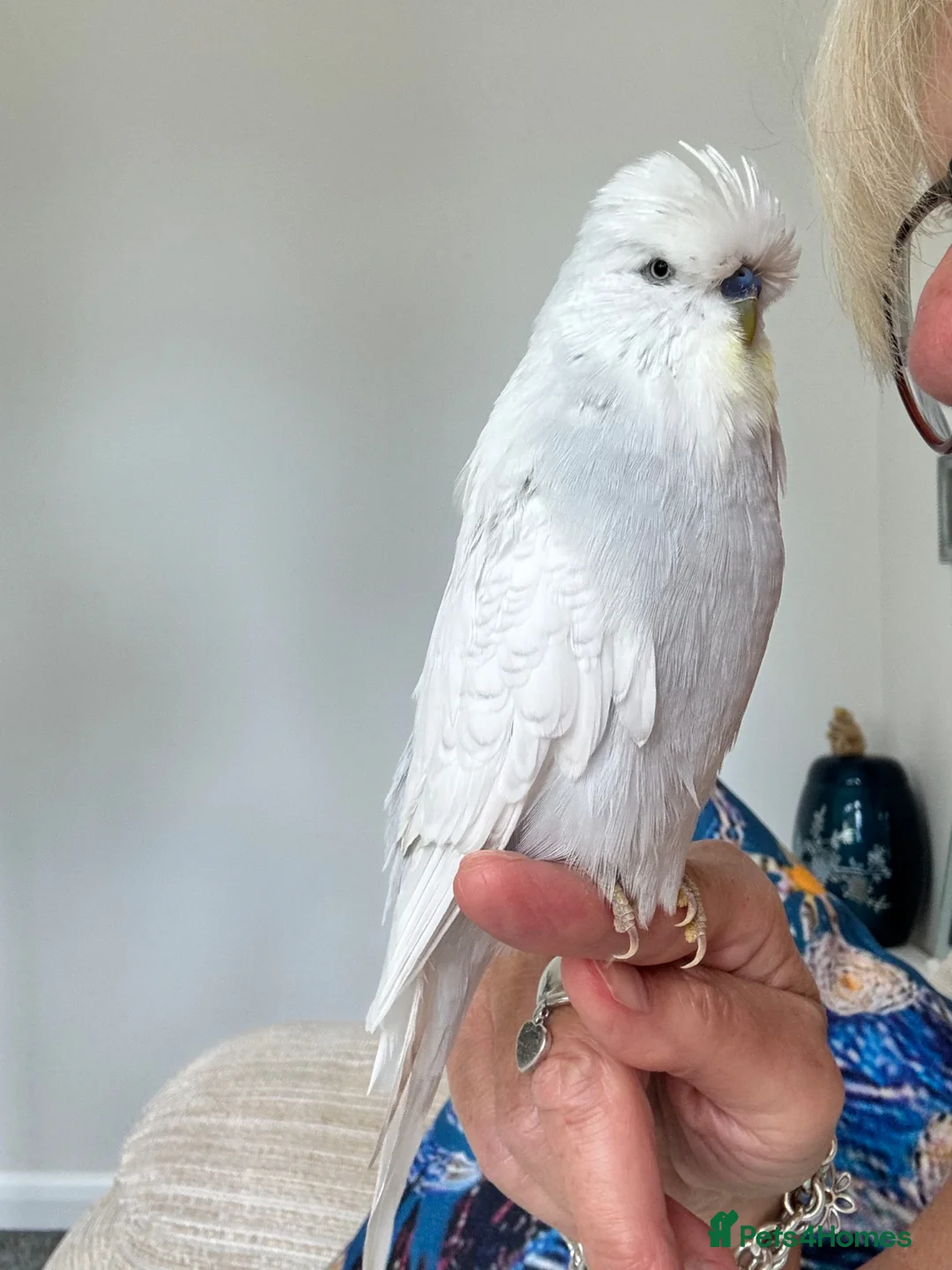 Budgerigars birds for sale: Super Tame Exhibition Budgie - Advert 2