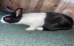 Dutch rabbits for sale: All mixed rabbits £60 each open to offers  - Advert 10