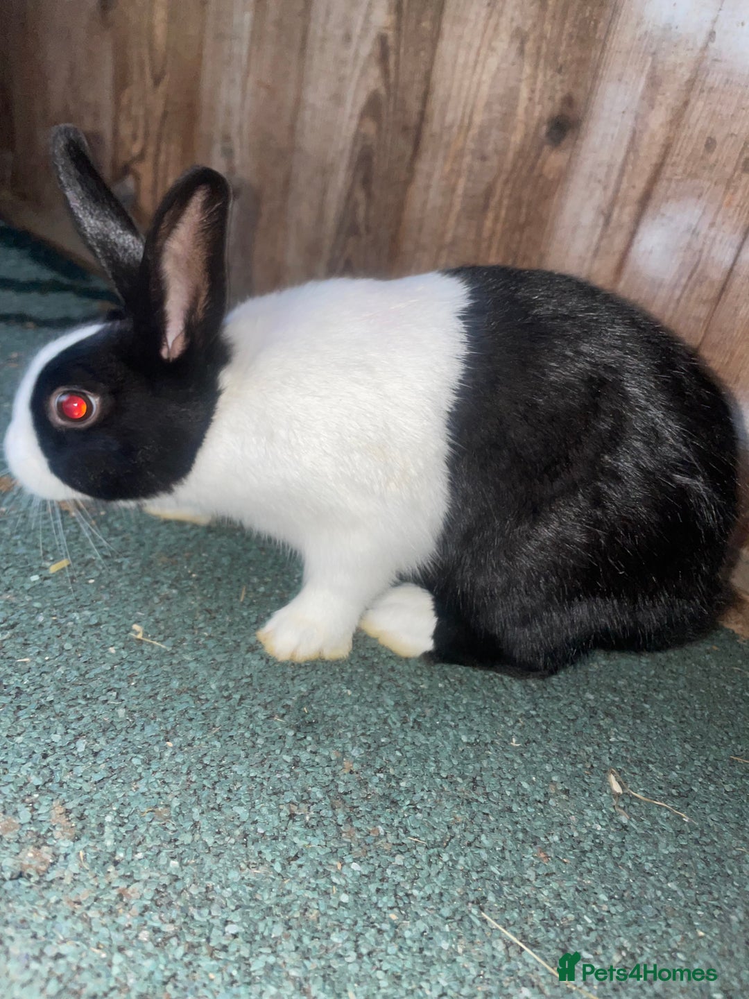 Dutch rabbits for sale: All mixed rabbits £60 each open to offers  - Advert 10