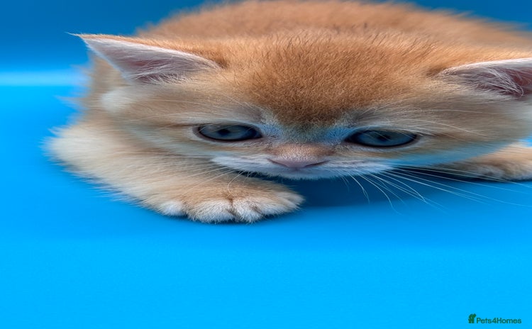 British Shorthair cats - Advert 2