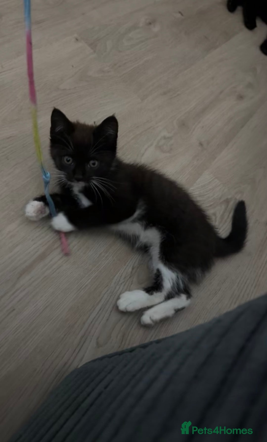 British Shorthair cats for sale: 11 week old male kitten - Image 1