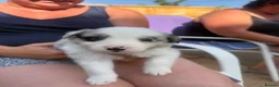 Mixed Breed dogs for sale: 8 adorable puppies. - Advert 6
