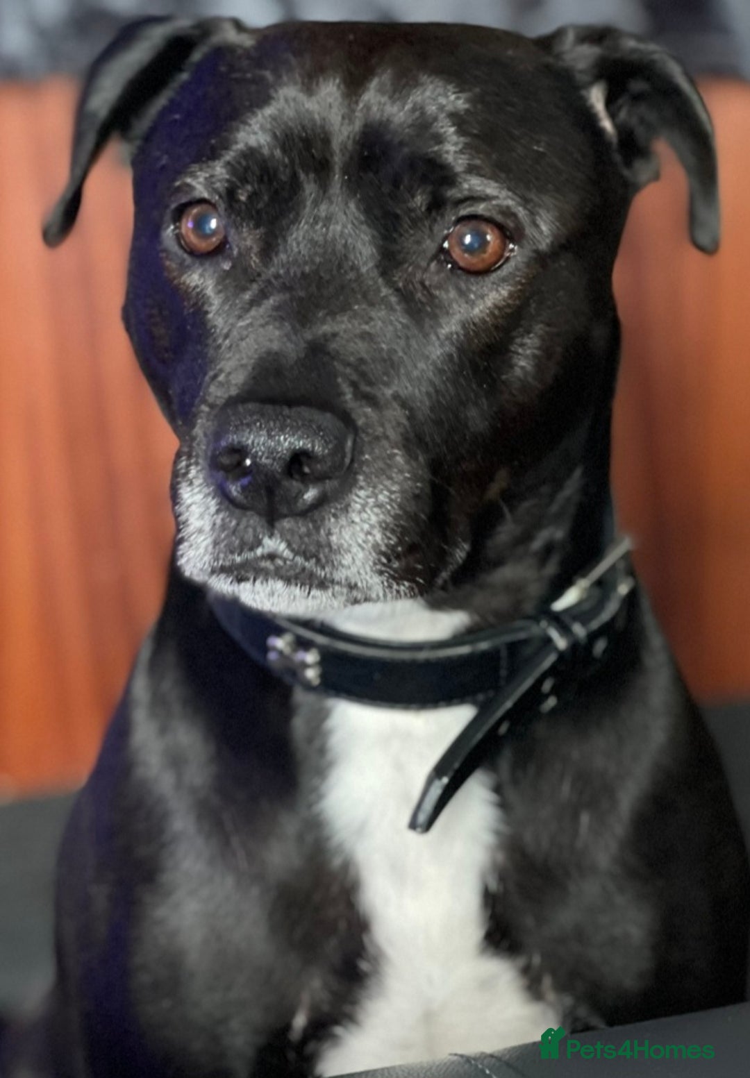 Mixed Breed dogs for sale: Diesel - Advert 1