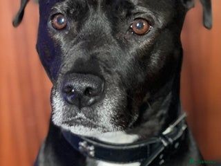 Mixed Breed dogs Diesel - Advert 11