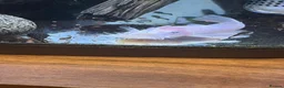 Angelfish fish for sale: LONG FIN GOLDEN ANGELS - Advert 19
