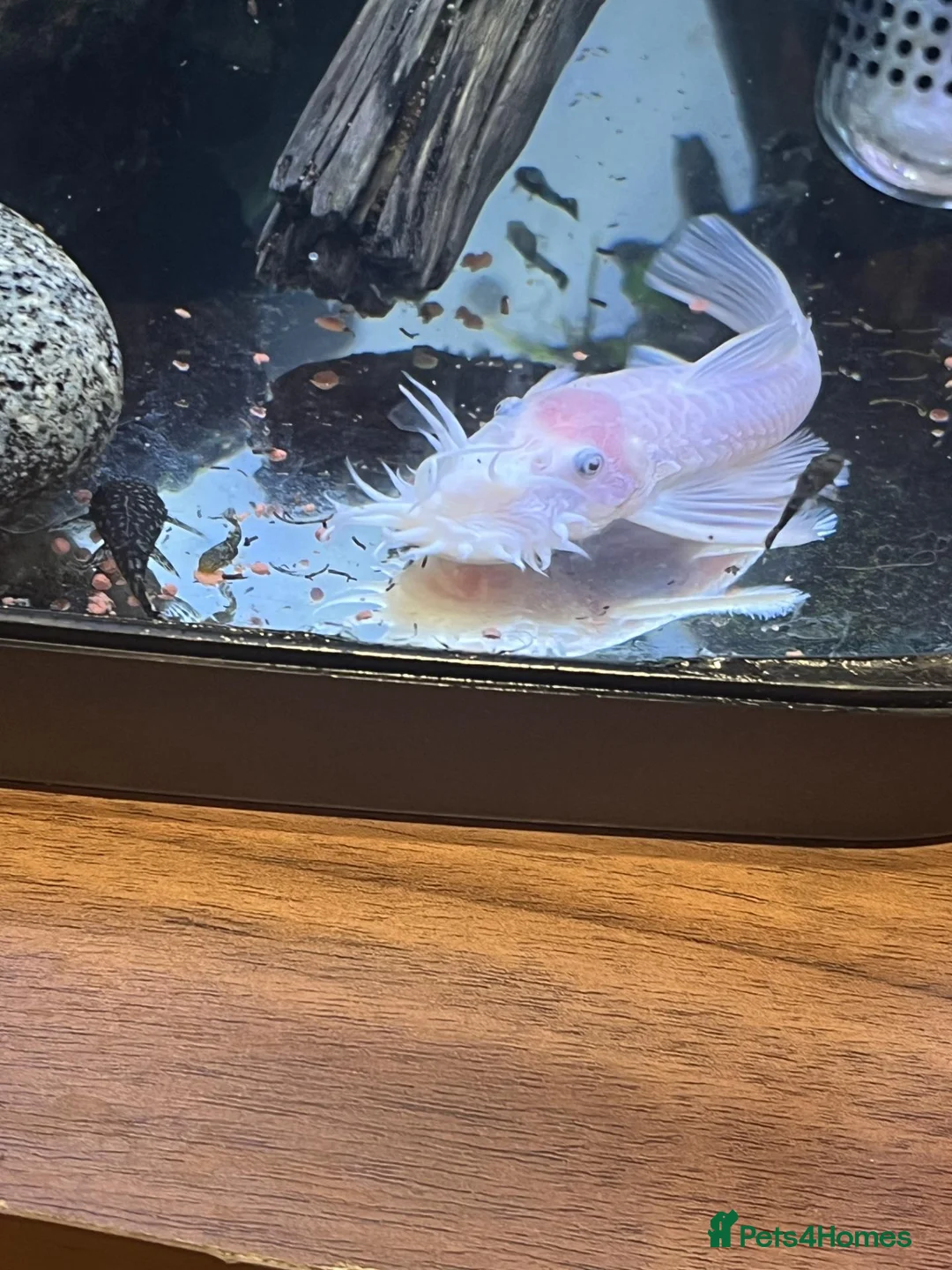Angelfish fish for sale: LONG FIN GOLDEN ANGELS - Advert 19