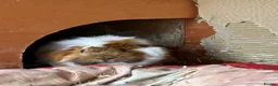 Guinea Pig rodents for sale: X2 Female Guinea pigs 2 years old  in Glasgow - Advert 11