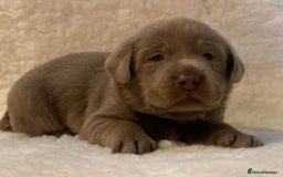 Labrador Retriever dogs for sale:  Ready for collection from today 🩶💚🩶   - Image 20