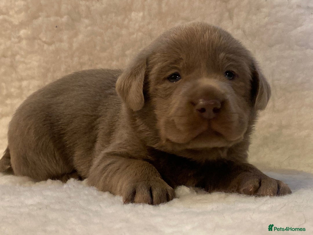 Labrador Retriever dogs for sale:  Ready for collection from today 🩶💚🩶   - Image 20