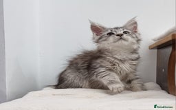 Maine Coon cats for sale: Pedigree GCCF Maine Coon Kittens for sale  - Image 4