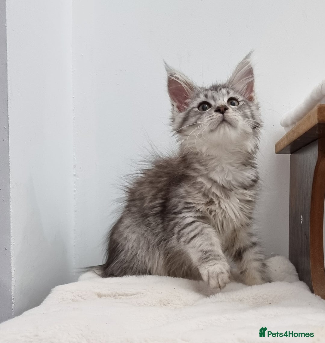 Maine Coon cats for sale: Pedigree GCCF Maine Coon Kittens for sale  - Image 4