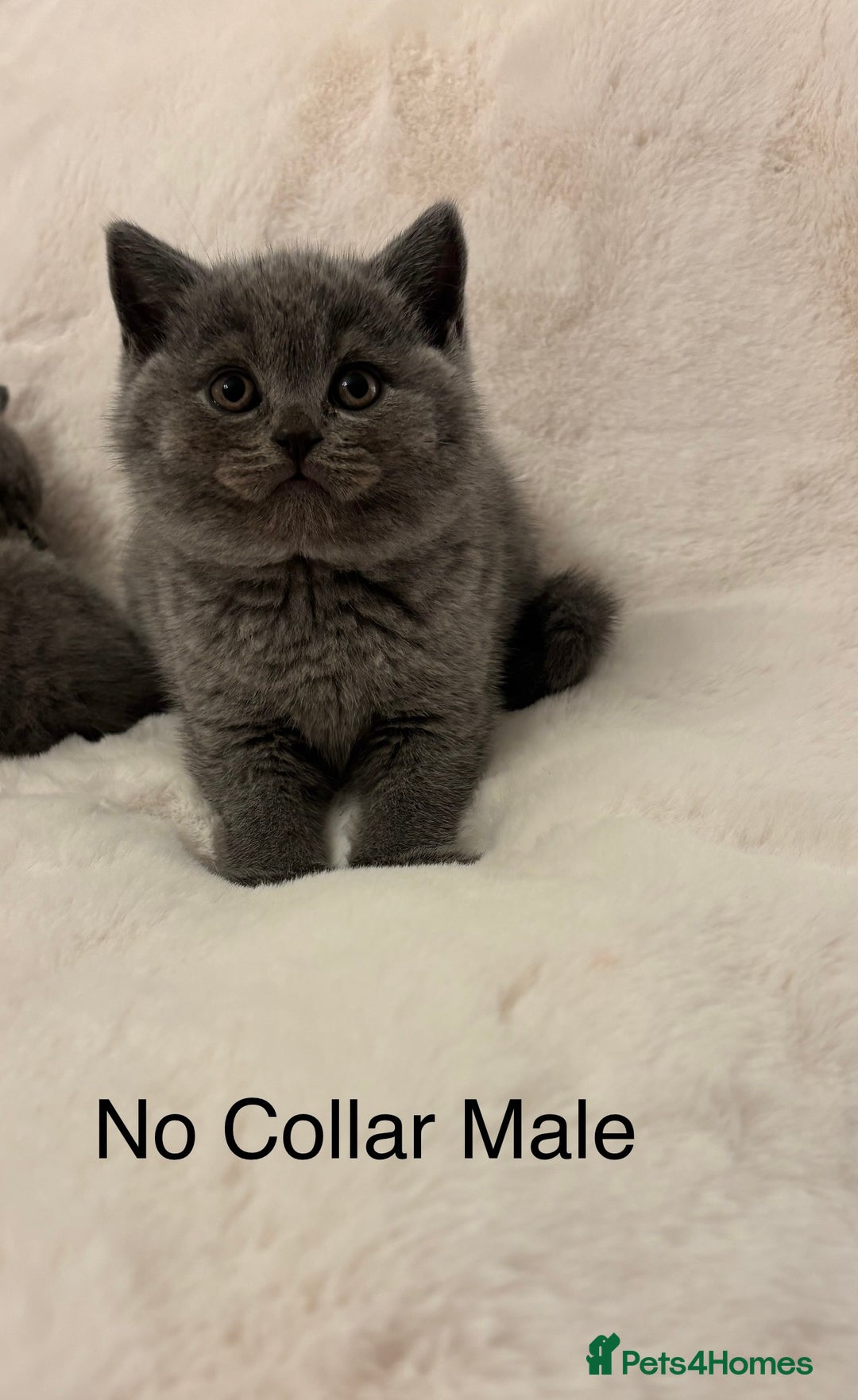 Brazilian Shorthair cats for sale: Chunky British Shorthair kittens  - Advert 5
