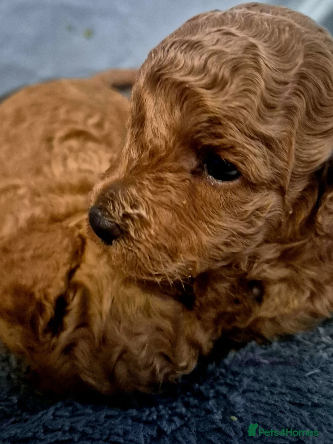 Toy Poodle dogs for sale: Exceptional Red Toy Poodles – KC Registered - Advert 8