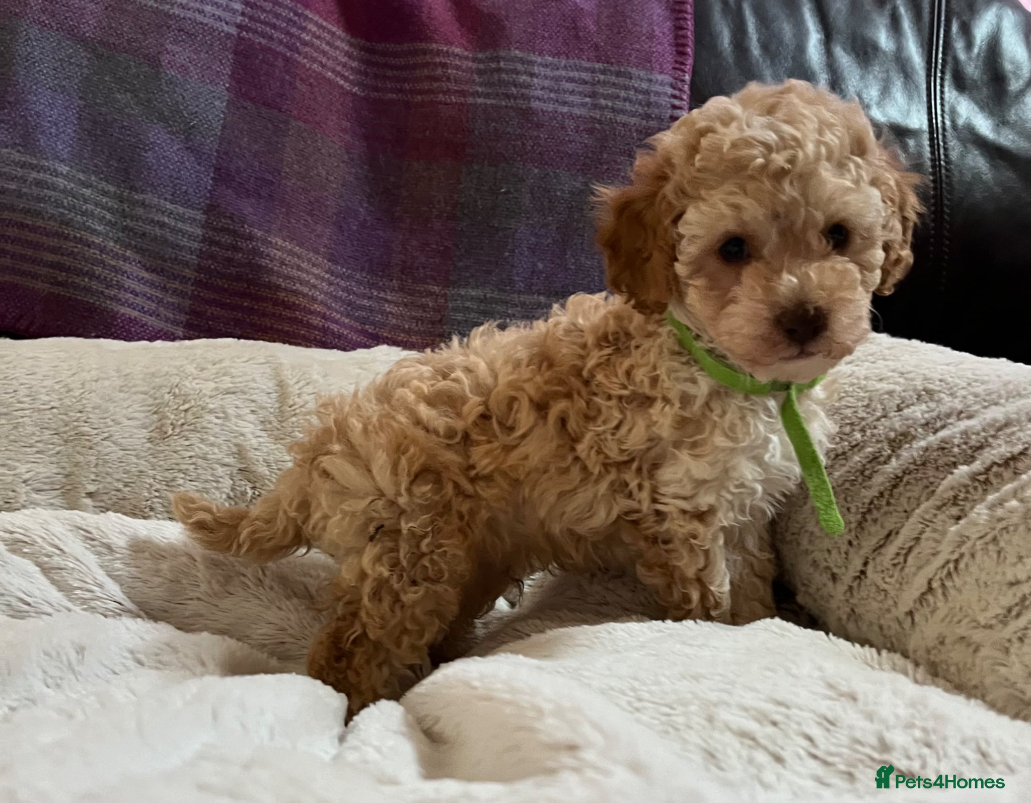 Cavapoochon dogs Cavapoochon puppies  - Advert 2