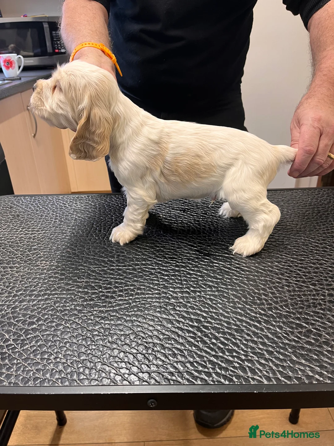 Cocker Spaniel dogs for sale: Show type Cocker Spaniels - Advert 8