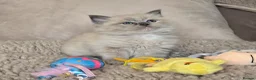 Ragdoll cats for sale: Gorgeous Pedigree chunky ragdolls - Advert 25