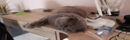 Scottish Fold cats for sale: Long Hair Scottish Fold Male Very affectionate  - Advert 4