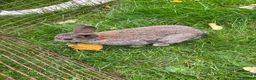 Mini Lop rabbits for sale: Mini lops ready to go - Advert 16