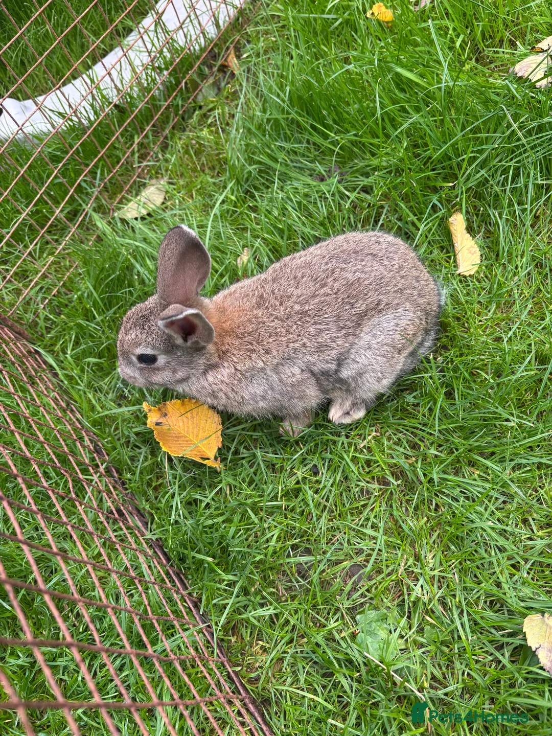 Mini Lop rabbits for sale: Mini lops ready to go - Advert 16