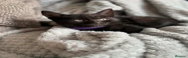 British Shorthair Kitten 4