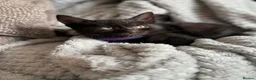 British Shorthair cats for sale: Kittens  - Advert 5