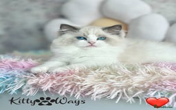 Ragdoll cats for sale: 🐾🩷*TICA REG* LYNX TABBY EU RAGDOLL KITTENS🩵🐾 - Image 9
