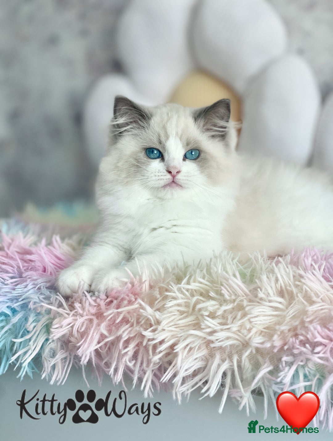 Ragdoll cats for sale: 🐾🩷*TICA REG* LYNX TABBY EU RAGDOLL KITTENS🩵🐾 - Image 9