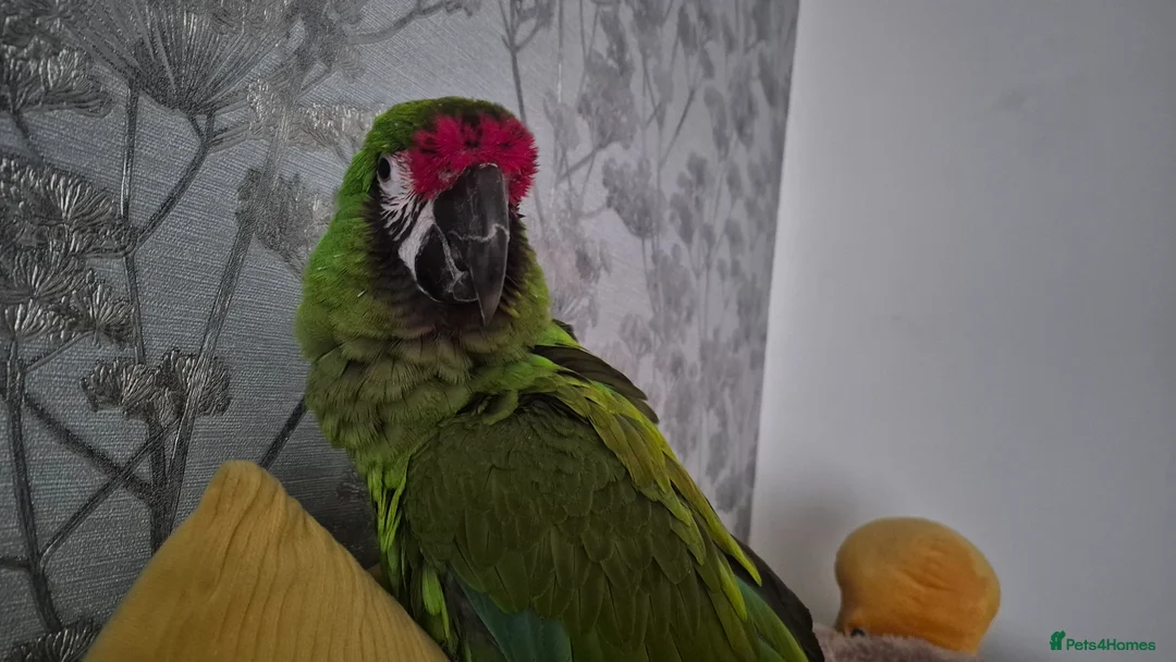 Macaws birds for sale: Military macaw for sale - Advert 2
