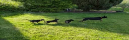 Mixed Breed dogs for sale: Australian Kelpie x Collie Pups in Llangadog - Advert 23