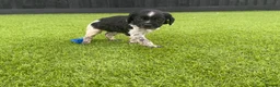 Brittany Spaniel dogs for sale: Working Brittany’s  - Advert 17