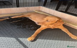 Mixed Breed dogs for sale: Flat coat x fox red Labrador puppies  - Image 1
