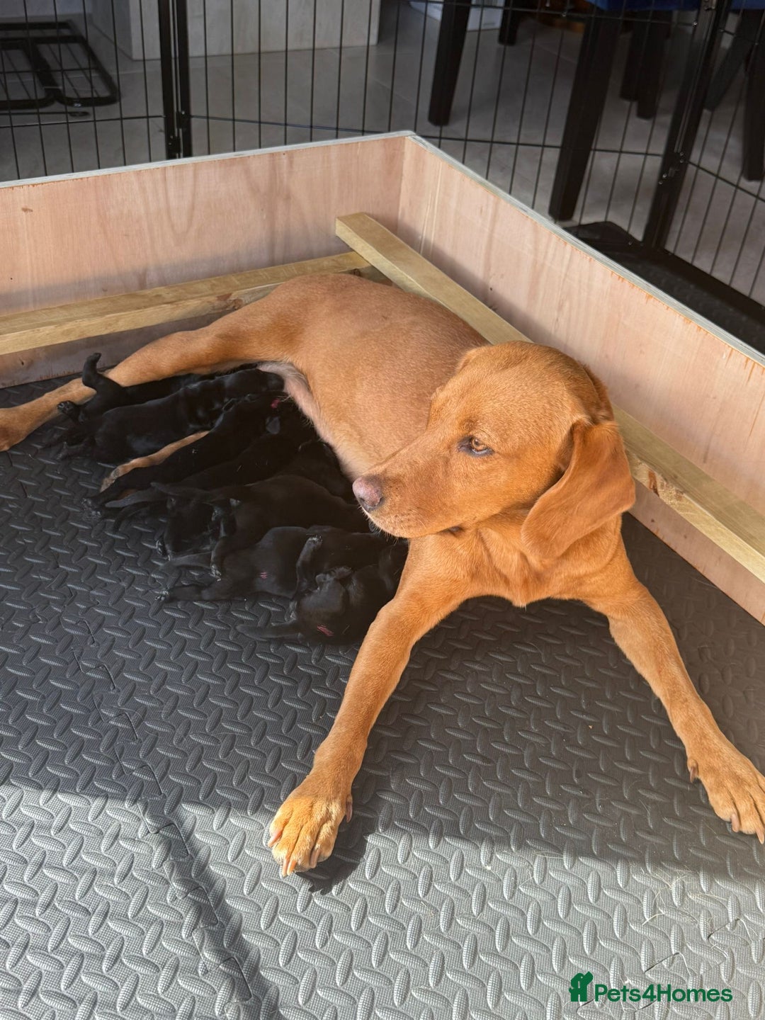 Mixed Breed dogs for sale: Flat coat x fox red Labrador puppies  - Image 1