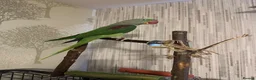 Ringnecks birds for sale: Alexandrine Ringneck - Advert 3