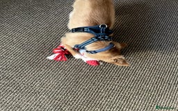 Chihuahua dogs for sale: Chihuahua dog age 6 years old  - Image 11