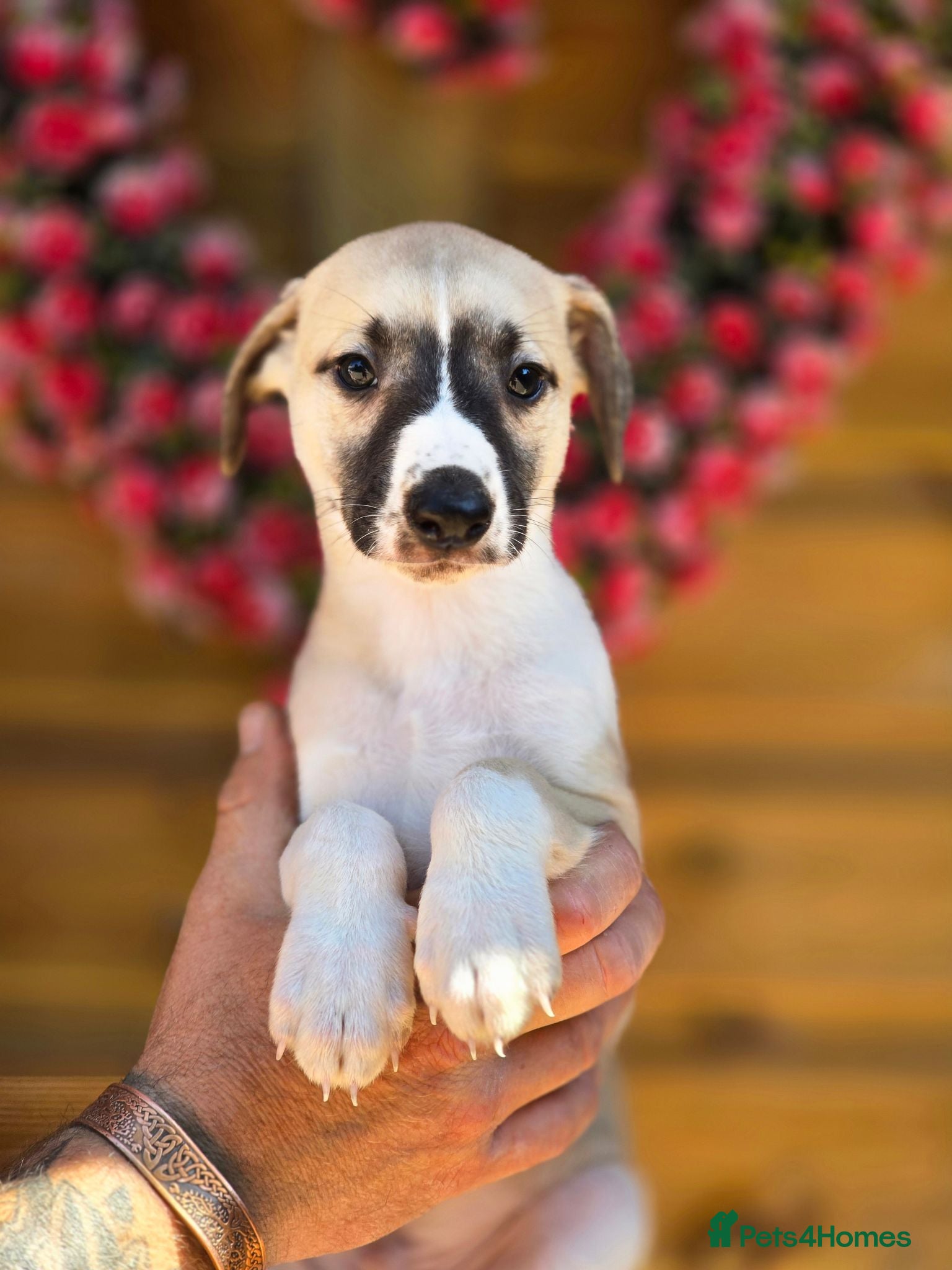 Whippet dogs Kc reg whippet litter - Advert 3